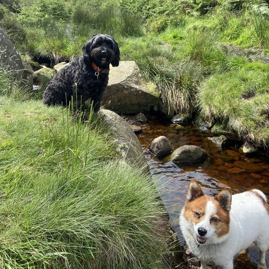 luckymothers 'pet sounds' music blog with pic of 2 dogs in a stream