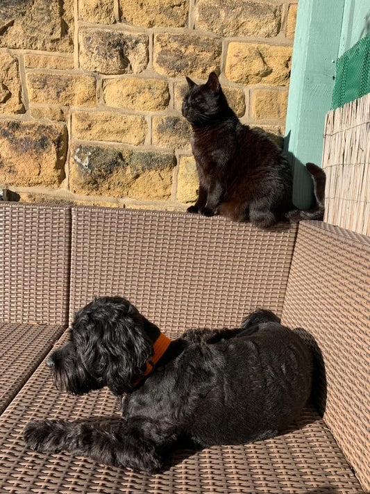 Pet Sounds (a.k.a Studio Playlist 3).