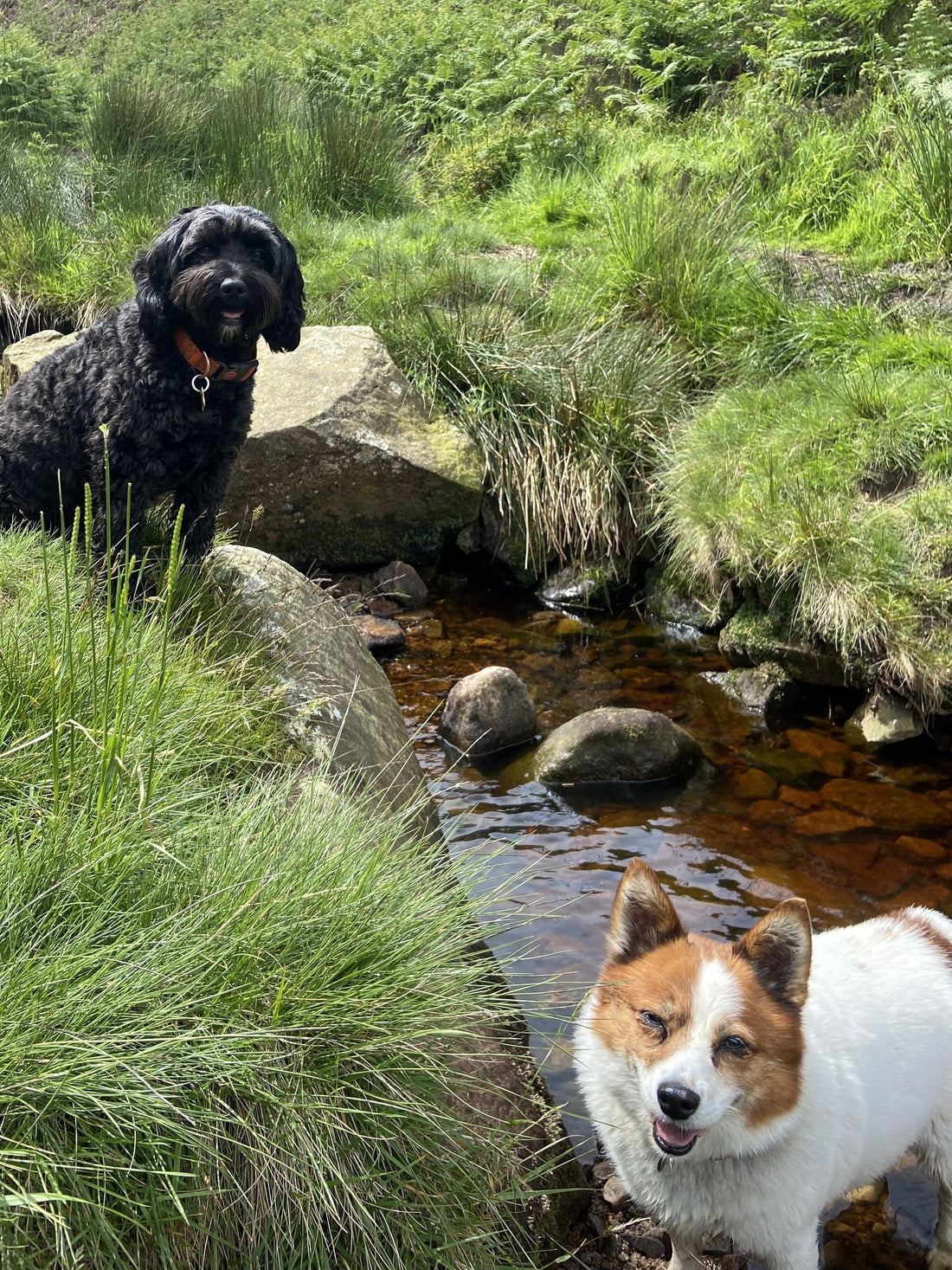 Pet Sounds (a.k.a Studio Playlist 1).